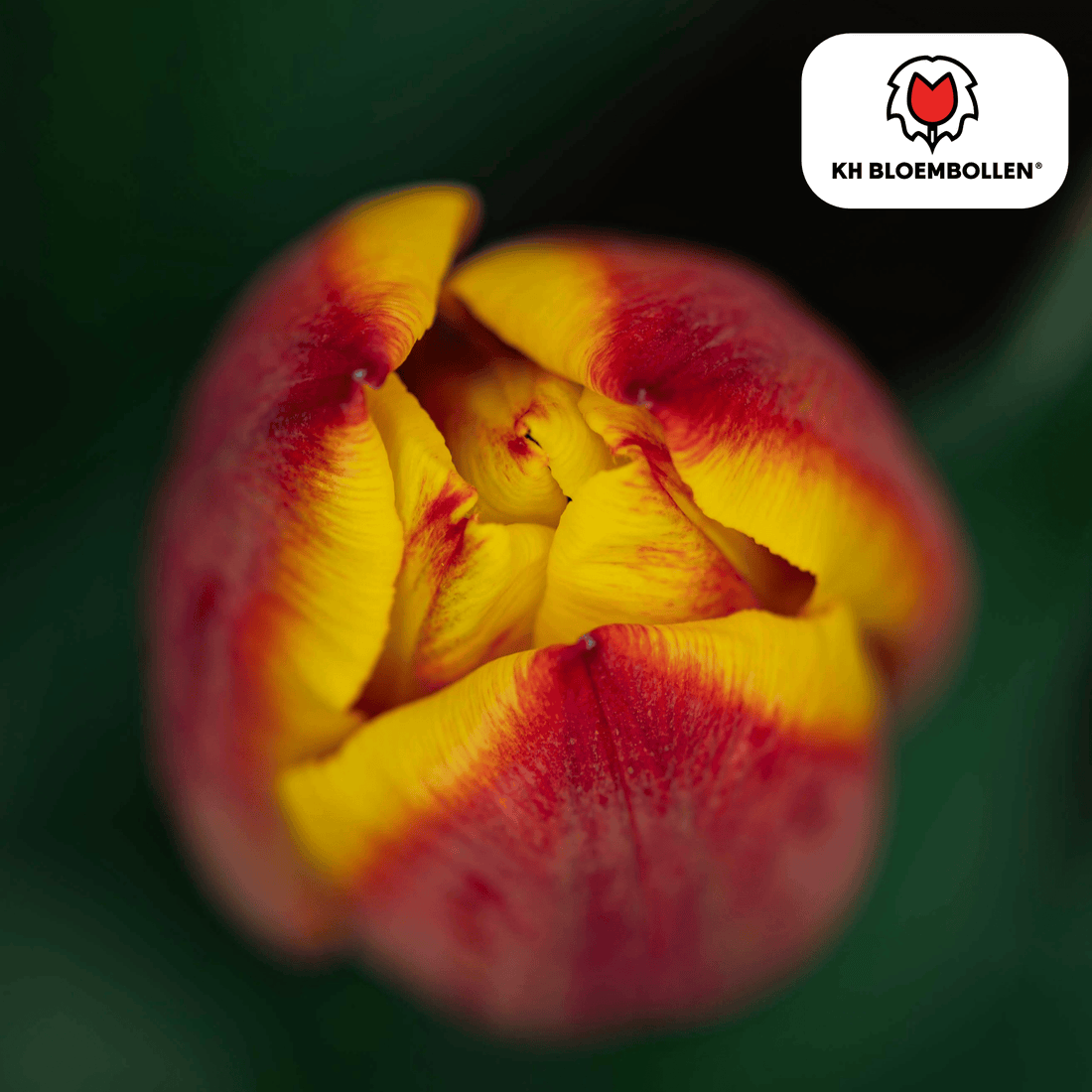 Tulpenzwiebeln Jan Seignette – 20er-Pack | Gefüllt &amp; feurig-orange