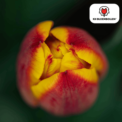 Tulpenzwiebeln Jan Seignette – 20er-Pack | Gefüllt &amp; feurig-orange