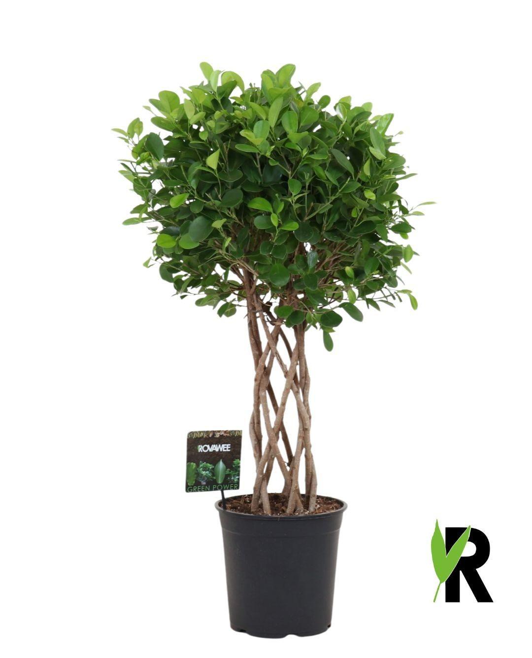 Ficus Moclame geflochtener Zylinder - 120 cm