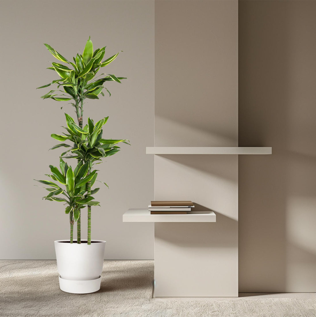Dracaena Golden Coast 140 - 200 cm – Pflegeleicht &amp; luftreinigend