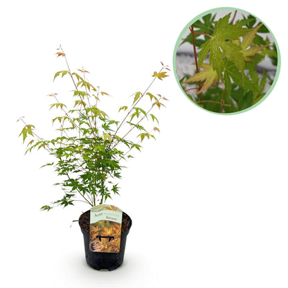 Japanischer Ahorn - Acer palmatum Katsura - Orange - 1 Pflanze - Laubabwerfend - Topf 19cm Höhe 70cm