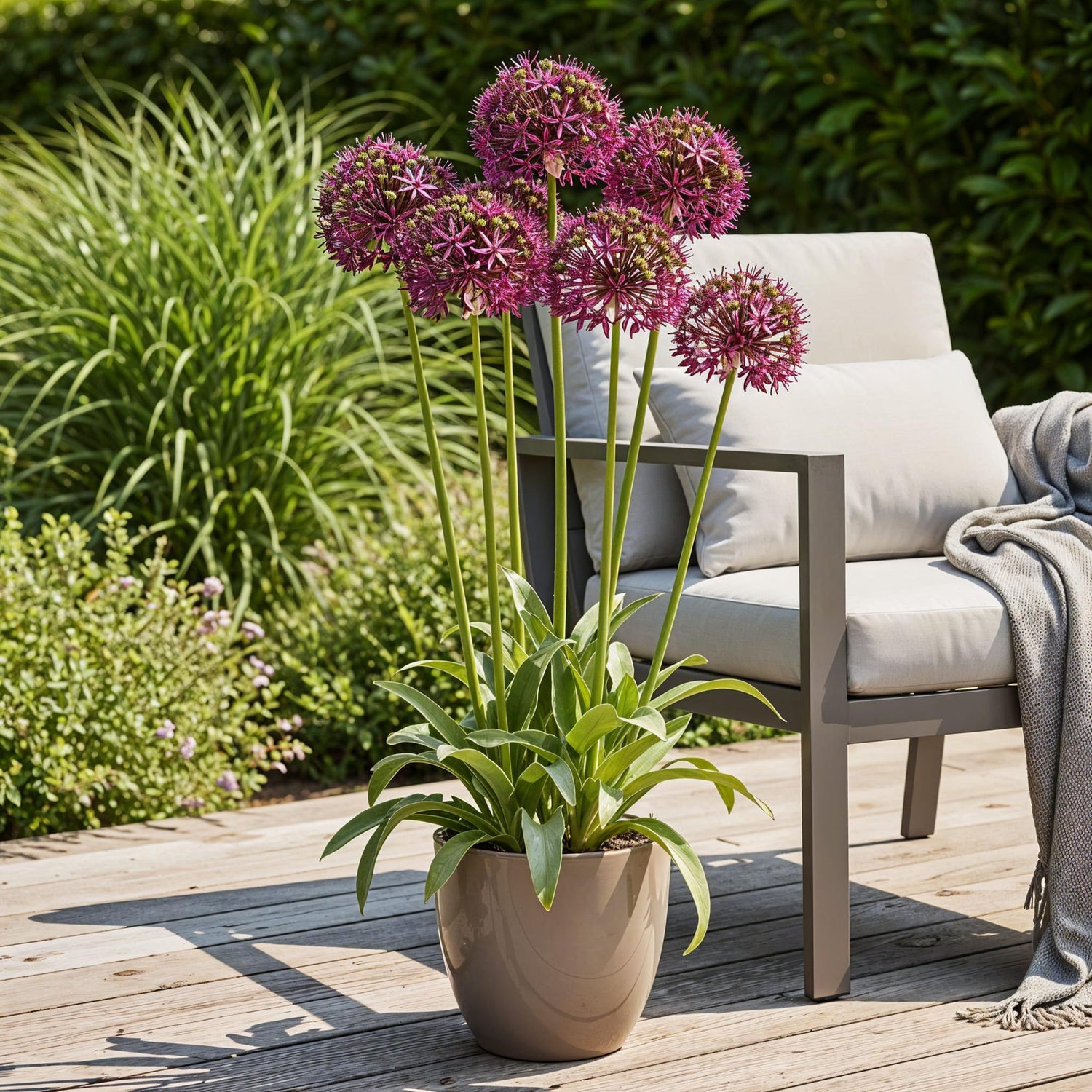 Allium Miami Blumenzwiebeln | 15 Stück Lila – Zwiebelgröße 10/11 – XXL Pack