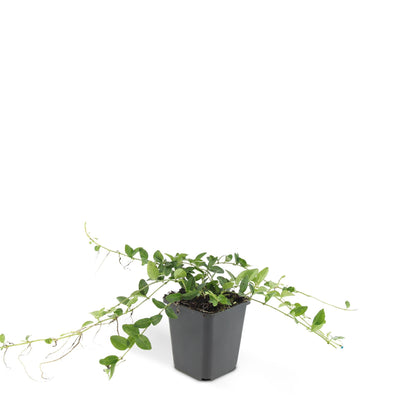 24x Vinca minor ‘Alba’ – Weißblühendes Immergrün für Beete &amp; Gehölzränder – Höhe 10–25 cm – Ø 9 cm