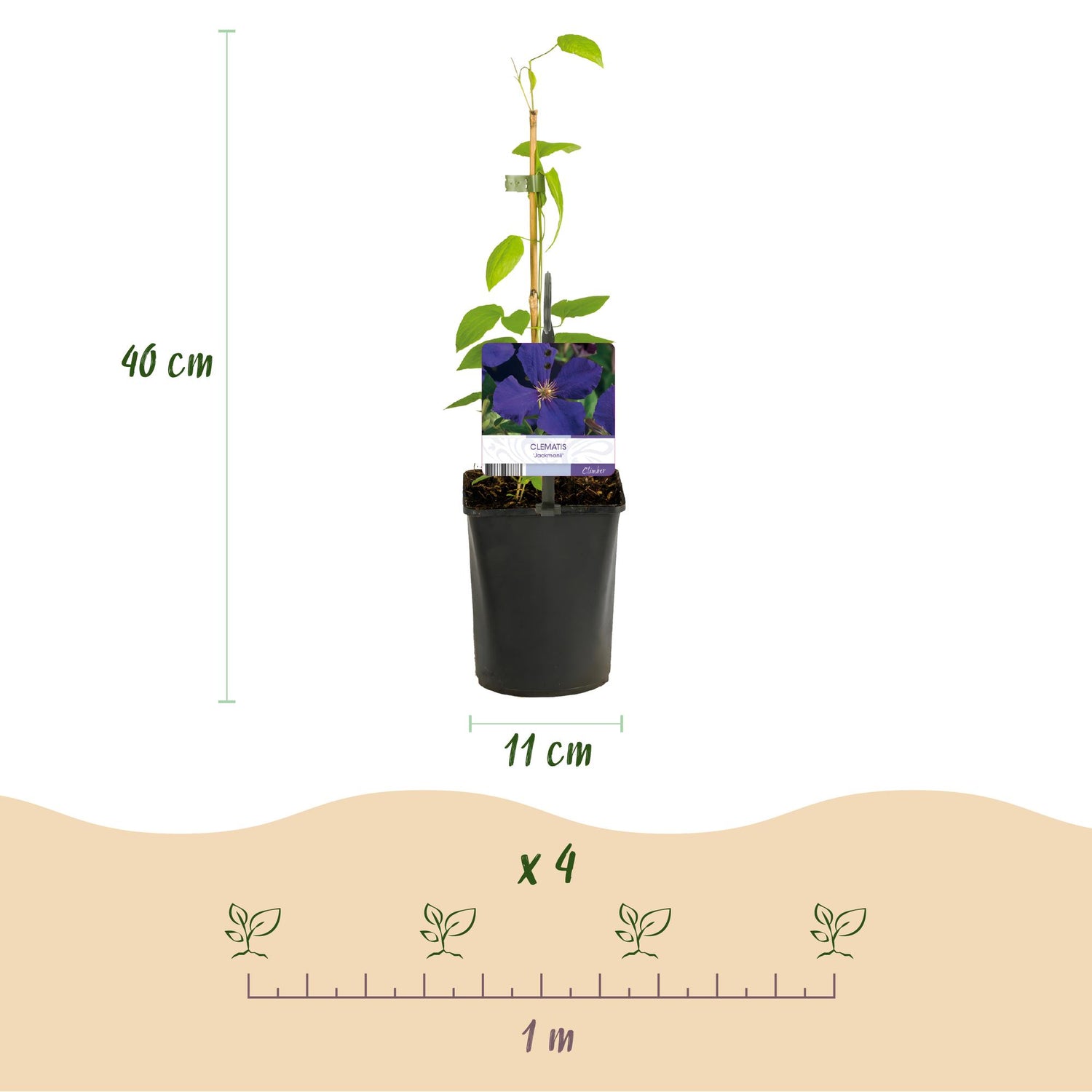 Clematis Jackmanii - Blüte Blau - Wenig Pflege - 2 Pflanzen - Topf 11cm Höhe 40cm