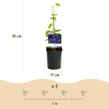 Clematis Jackmanii - Blüte Blau - Wenig Pflege - 2 Pflanzen - Topf 11cm Höhe 40cm