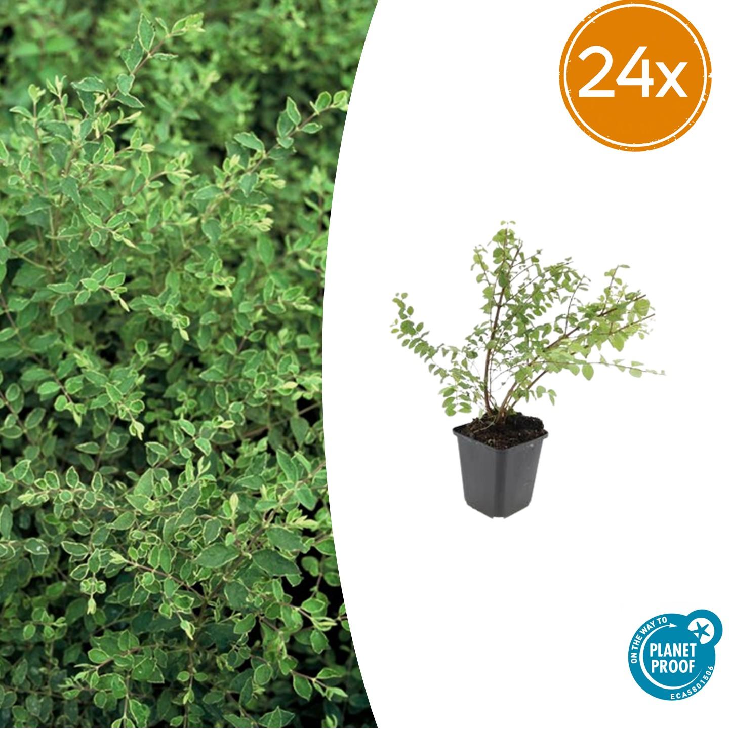 24x Symphoricarpos ch. &