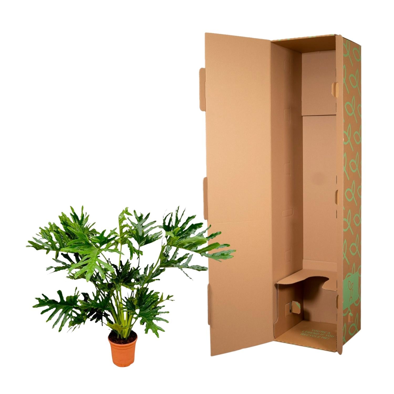 Philodendron Selloum 100 cm | Baum-Philodendron im Ø27 cm Topf – Tropisch &amp; Pflegeleicht