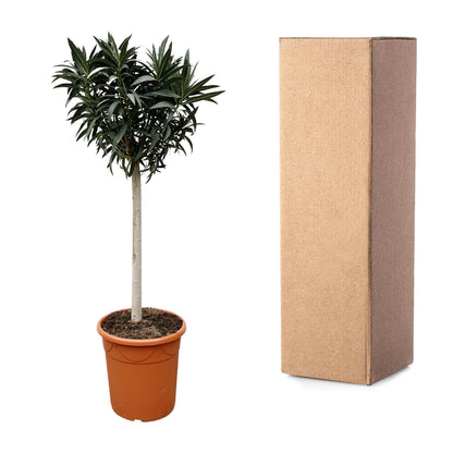 Oleander Hochstamm – Nerium Oleander – ca. 200 cm – Ø35 cm Topf – Mediterraner XXL-Blickfang