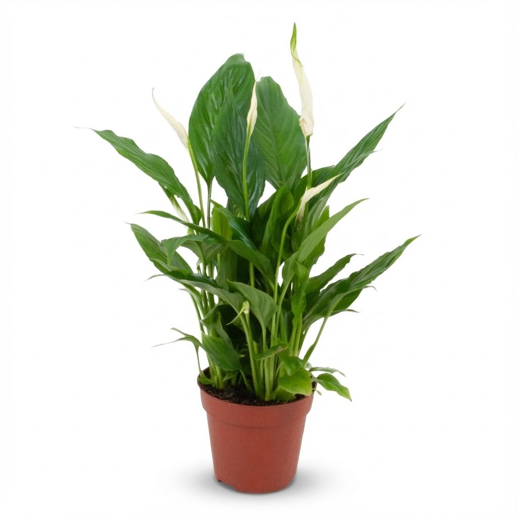 Spathiphyllum - Ø 12 cm - Höhe: 35 - 40 cm