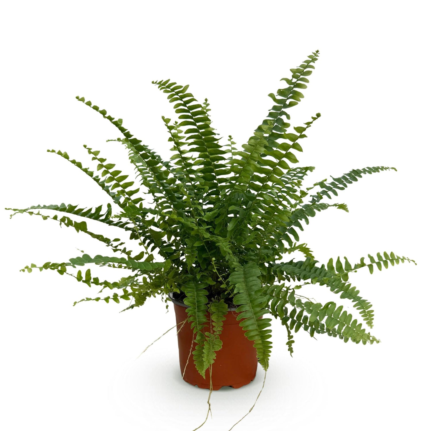 Nephrolepsis exaltata Green Lady - Farn - 1 Pflanze - Topf 12cm - Höhe 25cm