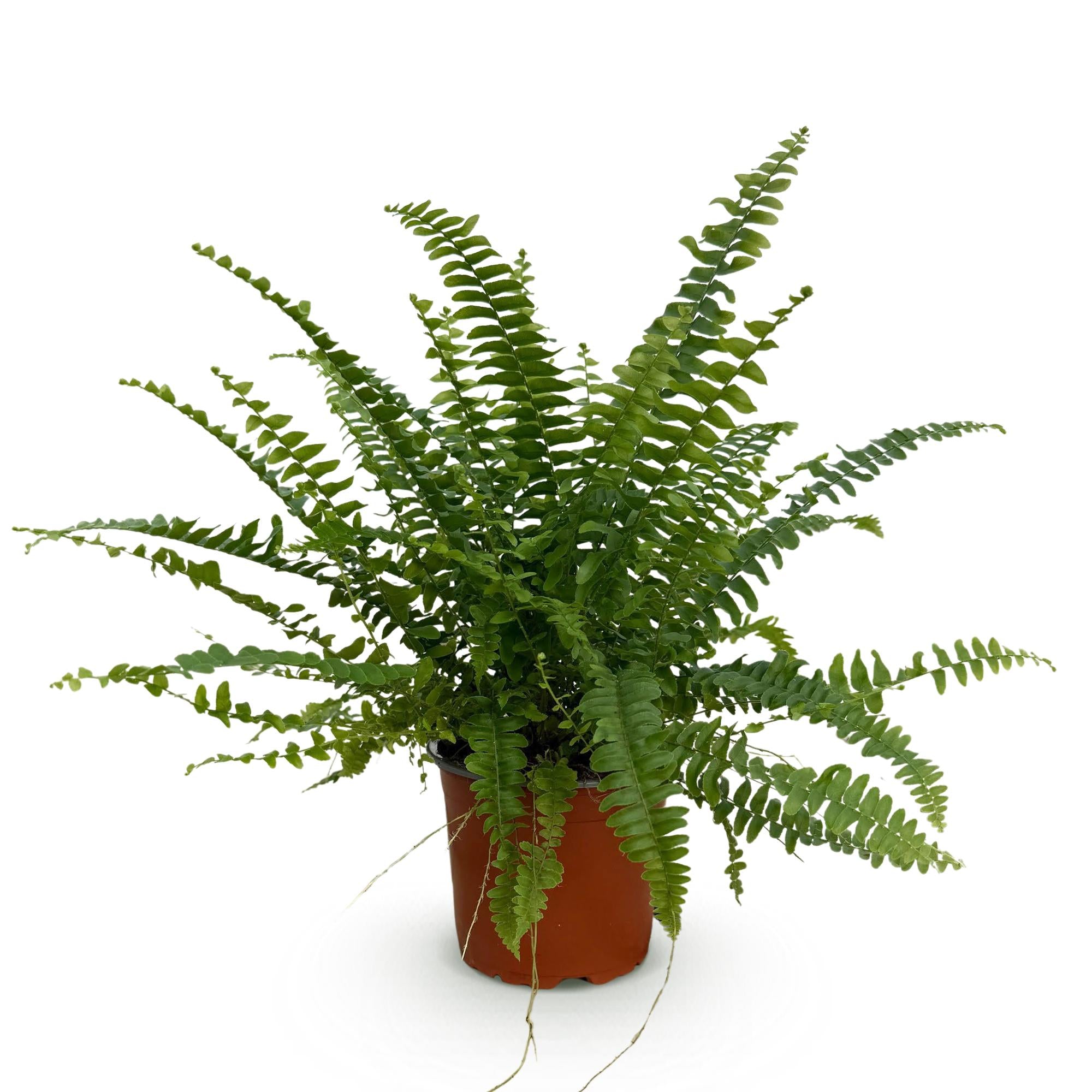 Nephrolepsis exaltata Green Lady - Farn - 1 Pflanze - Topf 12cm - Höhe 25cm