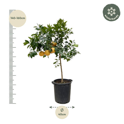 Citrus Pompelmo – Grapefruitbaum – ca. 150 cm – Ø40 cm Topf – Mediterrane Kübelpflanze