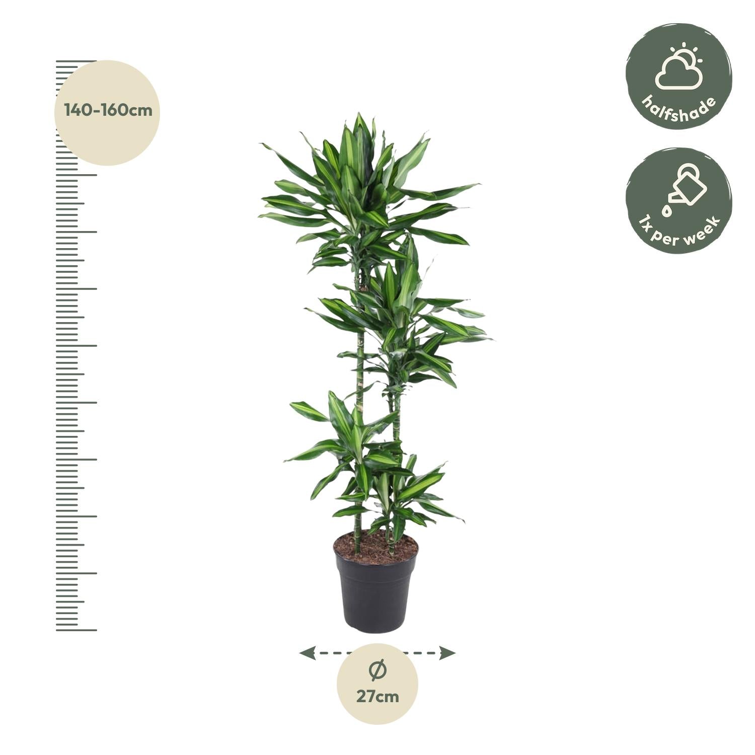 Dracaena Cintho – Pflegeleichte Zimmerpflanze mit exotischem Flair