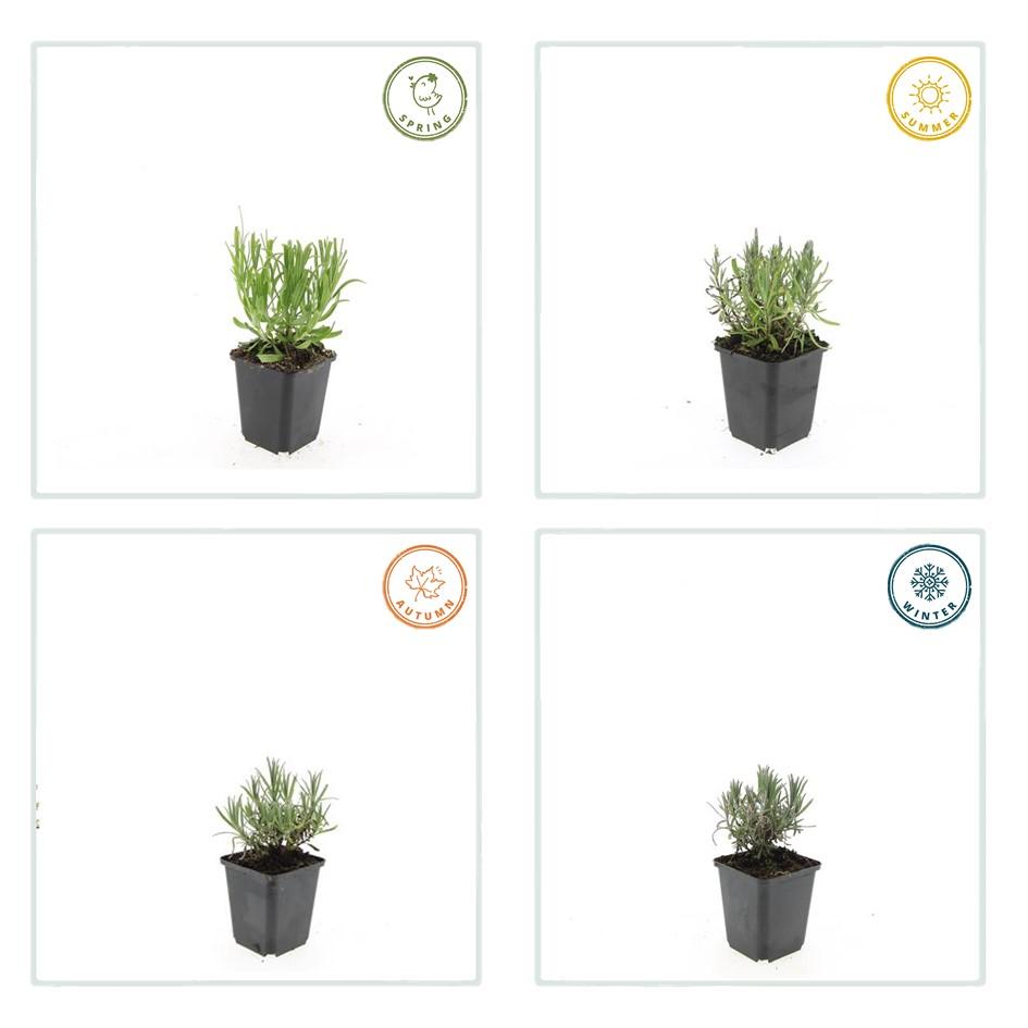 24x Lavandula ang. &