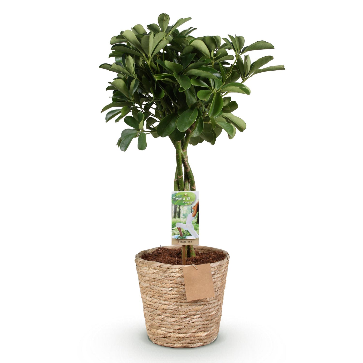 Schefflera Nora - Fingerbaum - Wenig Pflege - mit Korb - Grün - 1 Pflanze - Topf 21cm - Höhe 70-82cm