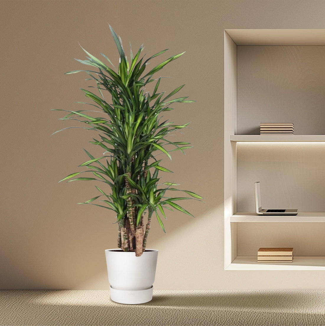 Dracaena Riki – Pflegeleicht &amp; luftreinigend