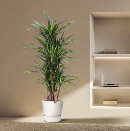 Dracaena Riki – Pflegeleicht &amp; luftreinigend