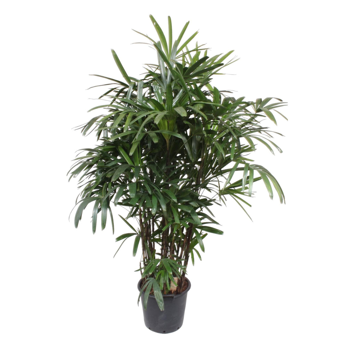 Rhapis excelsa Damenpalme 190 cm | Exklusive Premium-Palme im Ø40 cm Topf – Robust & Luftreinigend