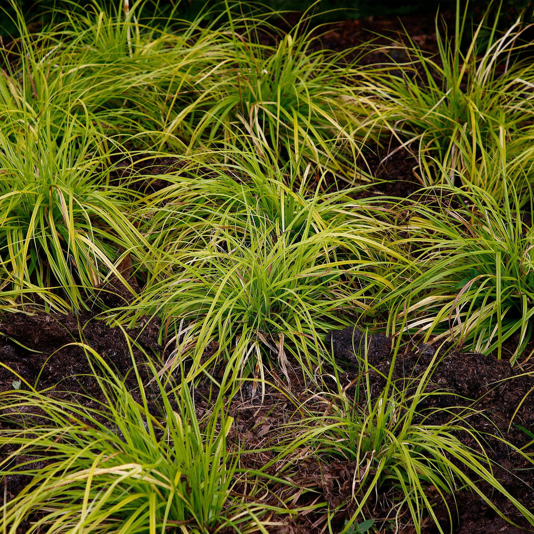 Carex &