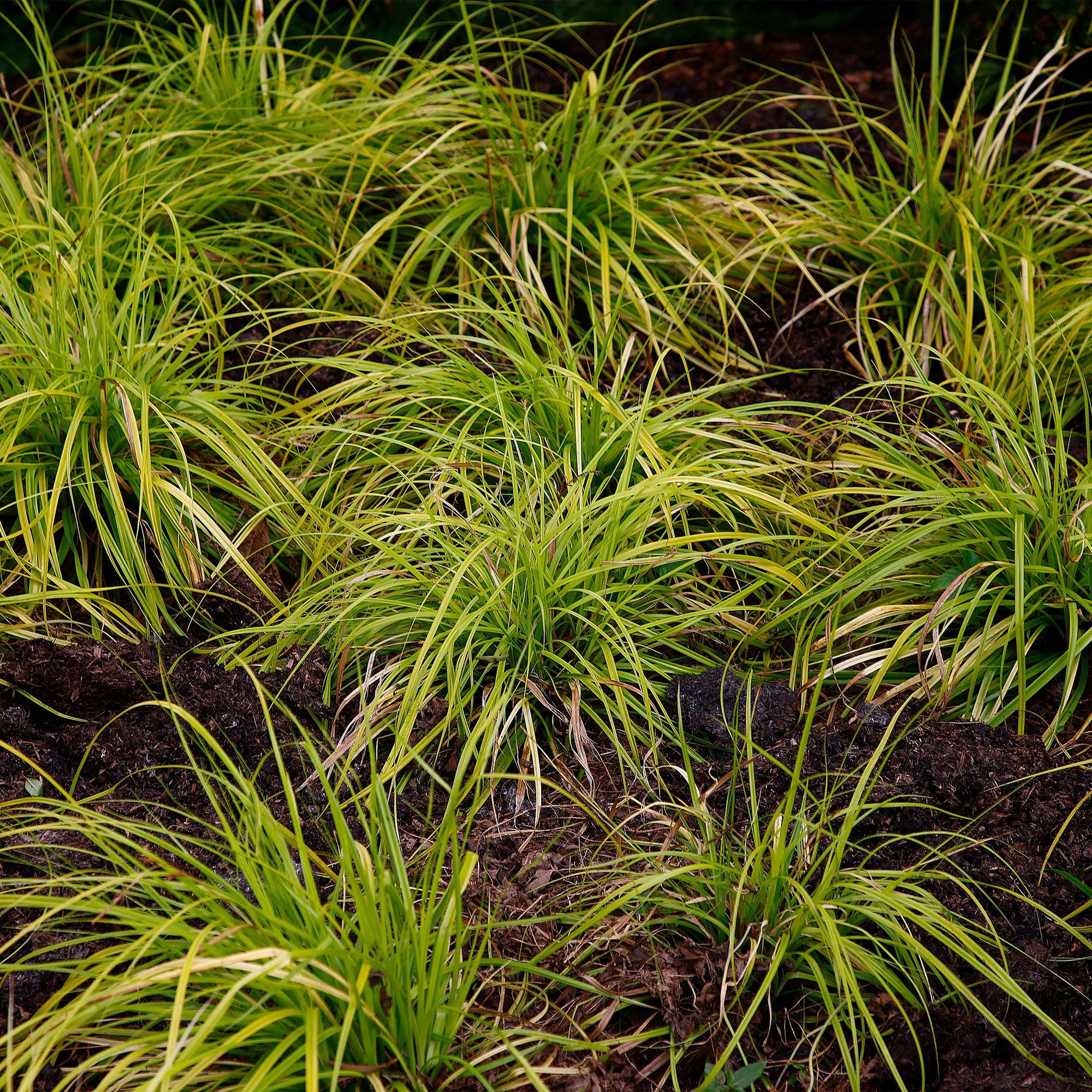 Carex &