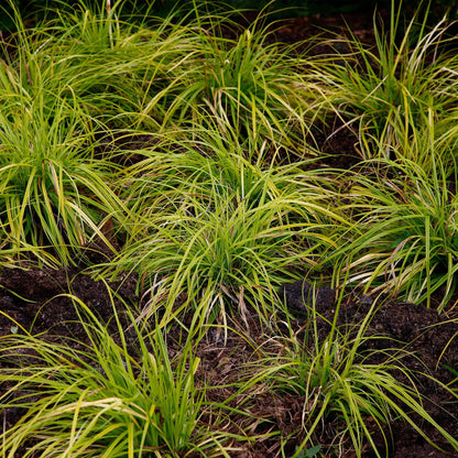 Carex &