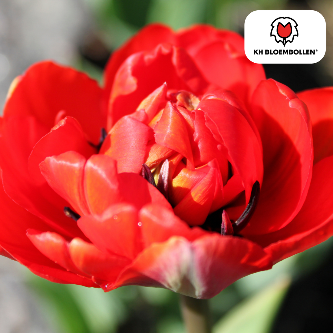 Tulpenzwiebeln Bombastic Red – 20er-Pack | Gefüllt &amp; tiefrot