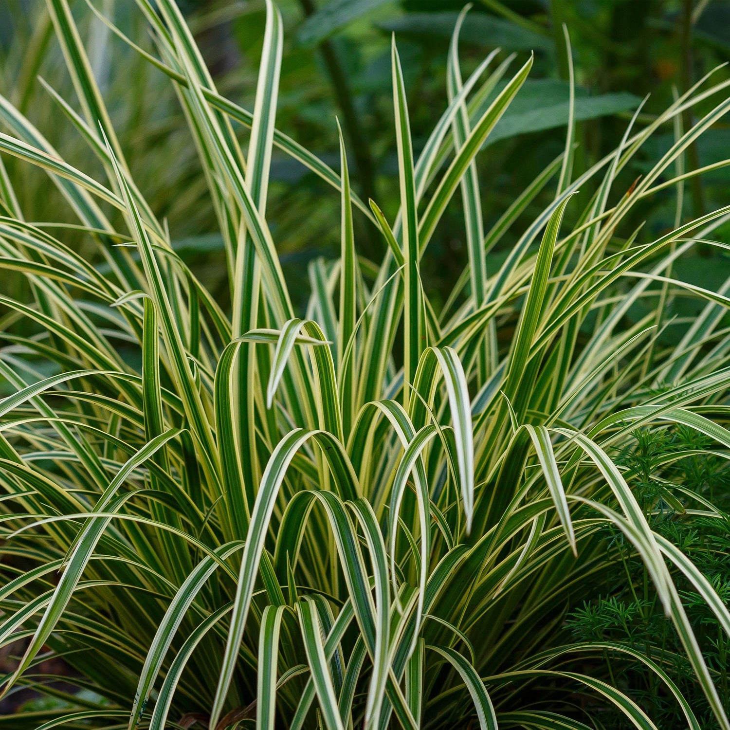 Carex morrowii &