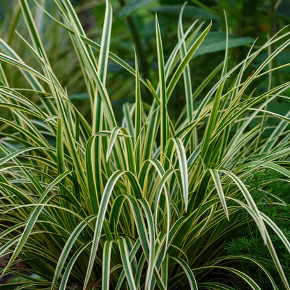 Carex morrowii &