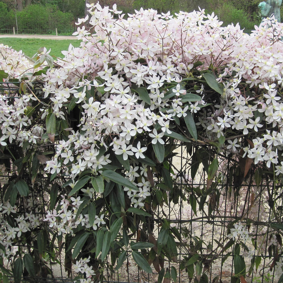Kletterpflanze - Clematis armandii Apple Blossom - Blüte Rosa - Immergrün - Wenig Pflege - 1 Pflanze Topf 11cm Höhe 40cm