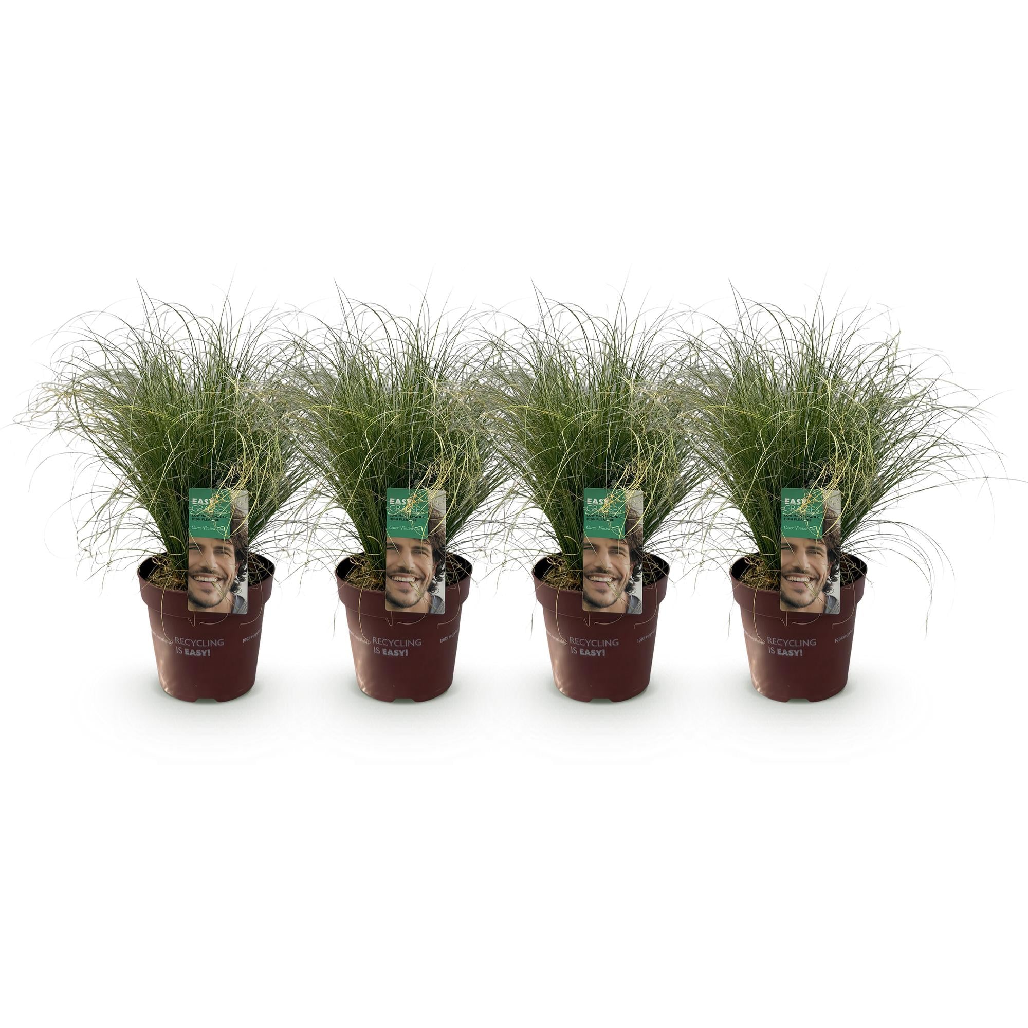 Carex &