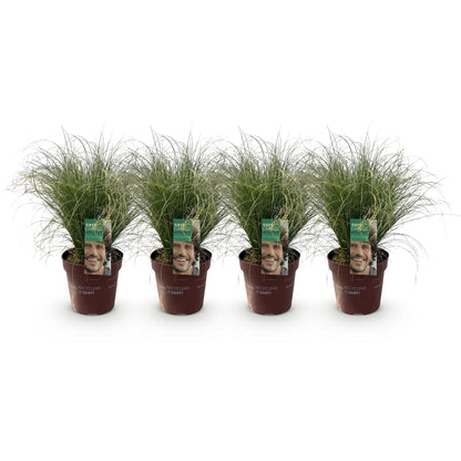 Carex &
