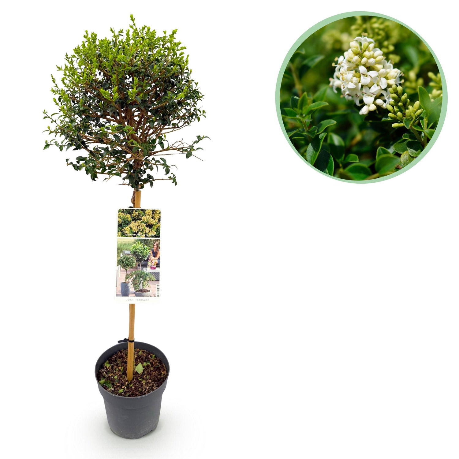 Ligustrum delavayanum - Terrassenpflanze - Immergrün - Winterhart - Grüne Blätter - Topf 19cm Höhe 90cm