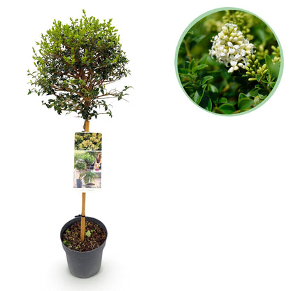 Ligustrum delavayanum - Terrassenpflanze - Immergrün - Winterhart - Grüne Blätter - Topf 19cm Höhe 90cm