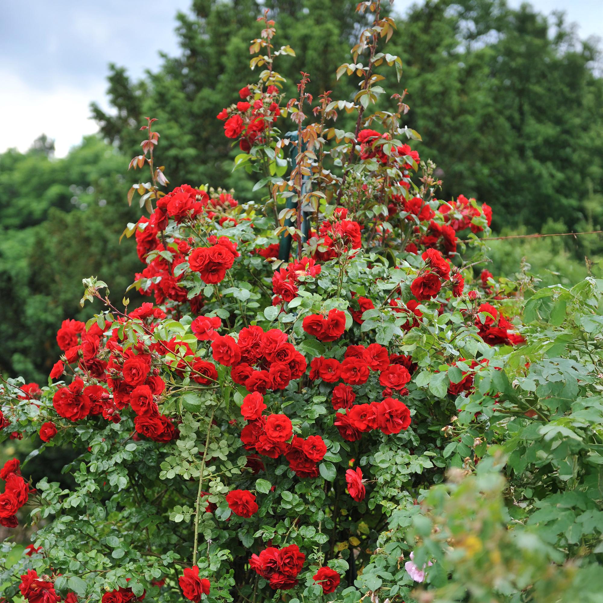 Kletterrose - Rosa Red Queen - Blüte Rot - Geringer Pflegeaufwand - 2 Pflanzen - Topf 11cm Höhe 40cm