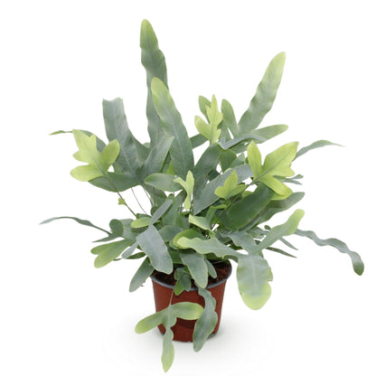 Phlebodium aureum Blue Star - Blaue Farn - Haustierfreundliche Pflanze - Blau - 1 Pflanze - Topf 12cm - Höhe 25cm