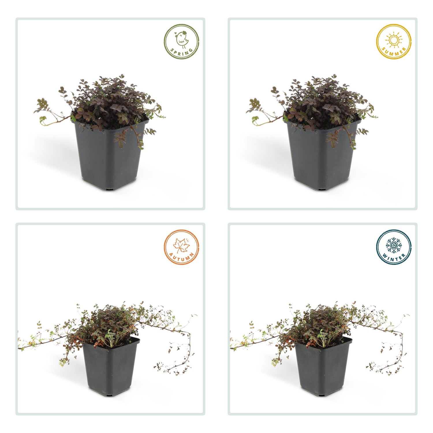 20x  Acaena microphylla &