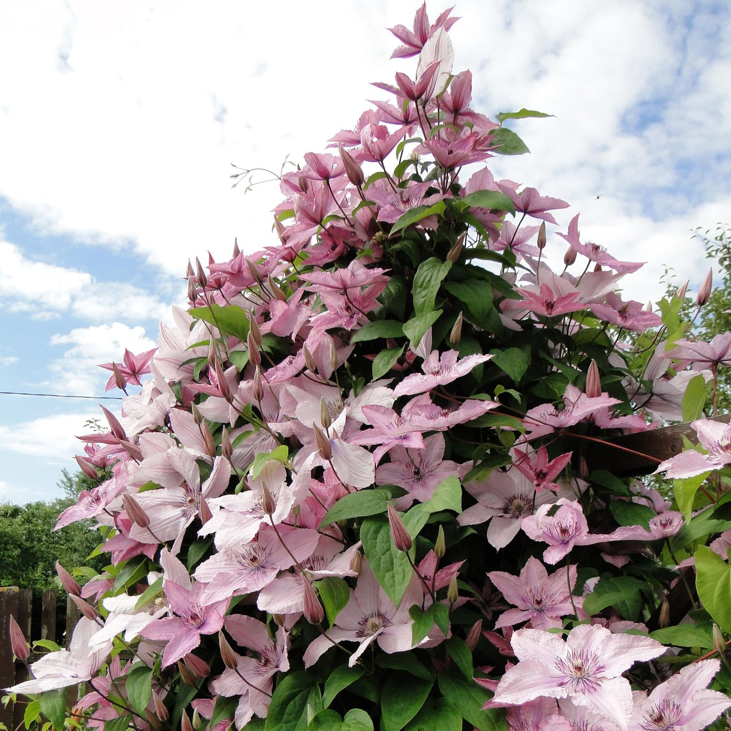 Clematis Hagley Hybrid - Blüte Rosa - Wenig Pflege - 2 Pflanzen - Topf 11cm Höhe 40cm
