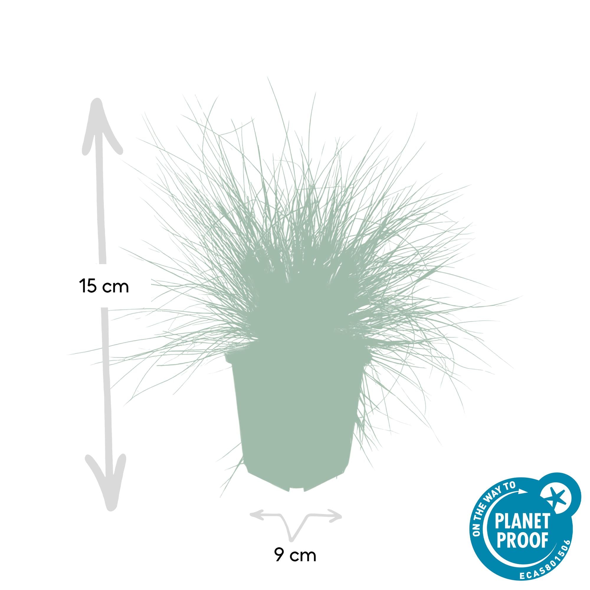 24x Festuca glauca ‘Elijah Bleu’ – Blauschwingel für Beete, Steingärten &amp; Rabatten – Höhe 10–25 cm – Ø 9 cm