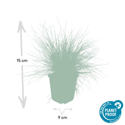 24x Festuca glauca ‘Elijah Bleu’ – Blauschwingel für Beete, Steingärten &amp; Rabatten – Höhe 10–25 cm – Ø 9 cm