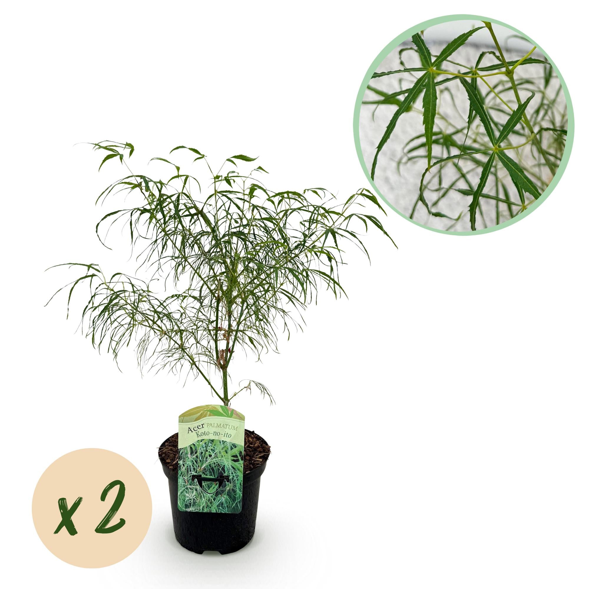 Japanischer Ahorn - Acer palmatum Koto-no-ito - Grün - 2 Pflanzen - Laubabwerfend - Topf 19cm Höhe 70cm