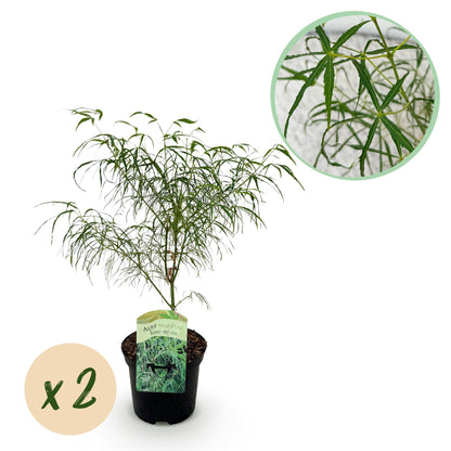 Japanischer Ahorn - Acer palmatum Koto-no-ito - Grün - 2 Pflanzen - Laubabwerfend - Topf 19cm Höhe 70cm
