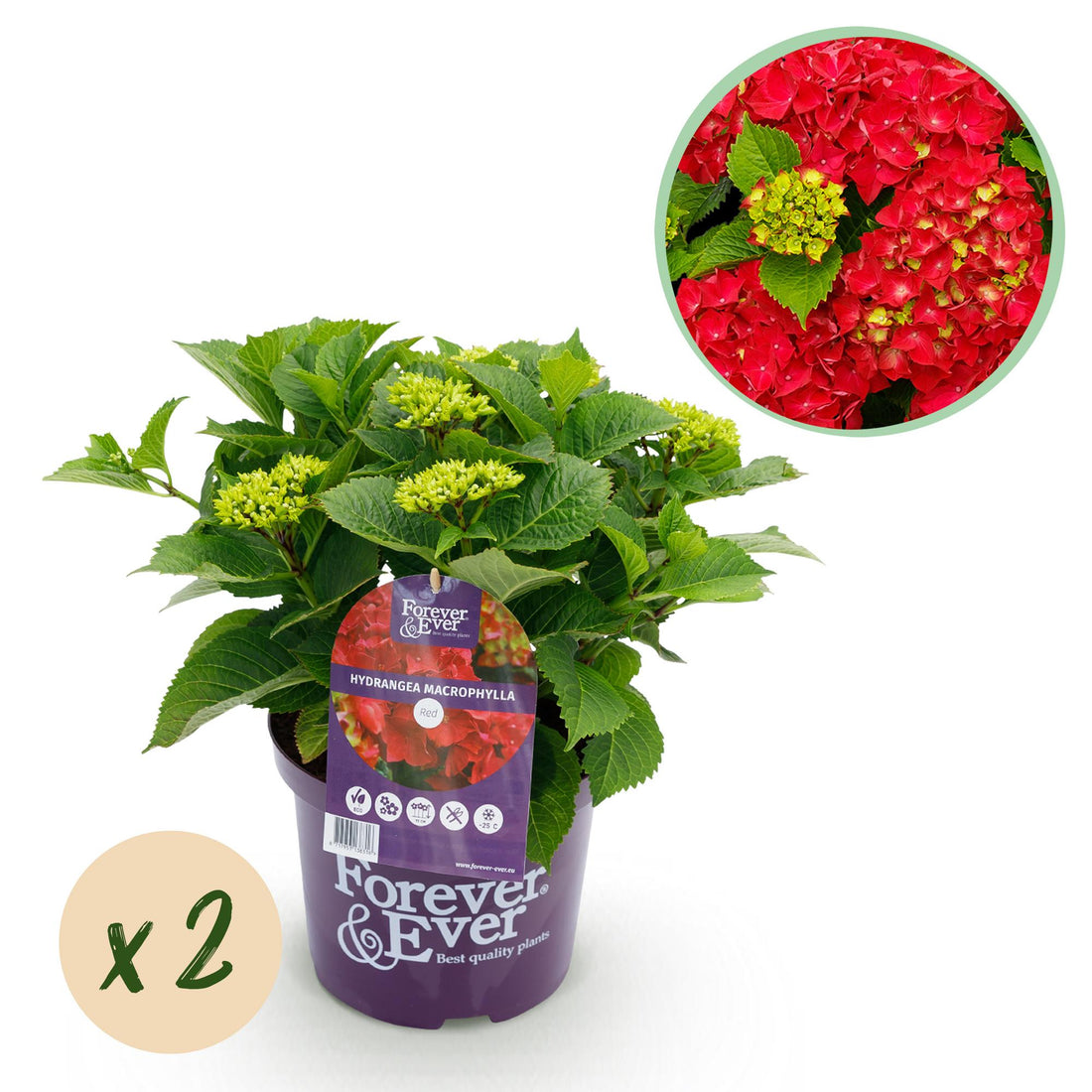 Balkon-Hortensie Forever &amp; Ever Rot – 2 Pflanzen – 7–12 Blüten – Ø23 cm Topf – Höhe ca. 55 cm