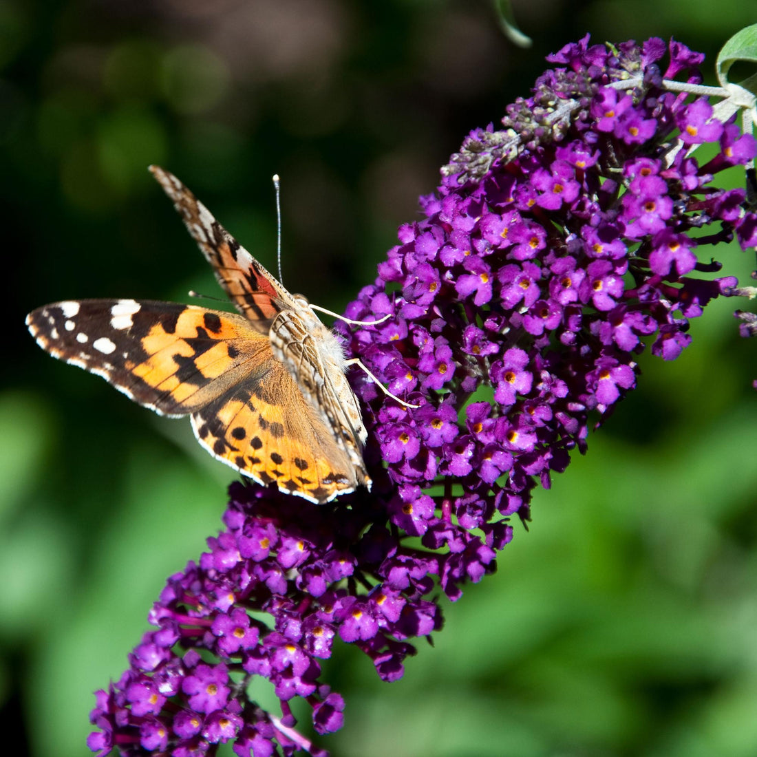 Schmetterlingsstrauch - Buddleja davidii Purple Emperor - Blüte Lila - 1 Pflanze - Laubabwerfend - Schmetterlingsanziehend - Topf 17cm Höhe 25cm