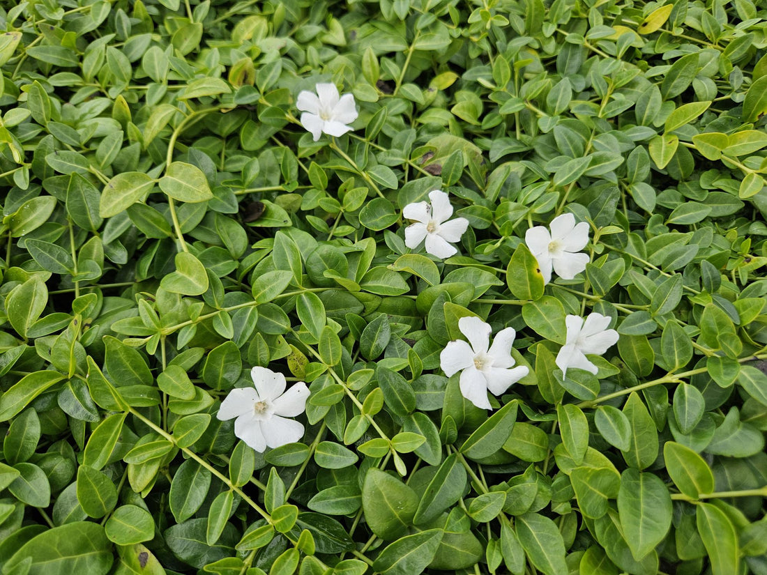 24x Vinca minor &