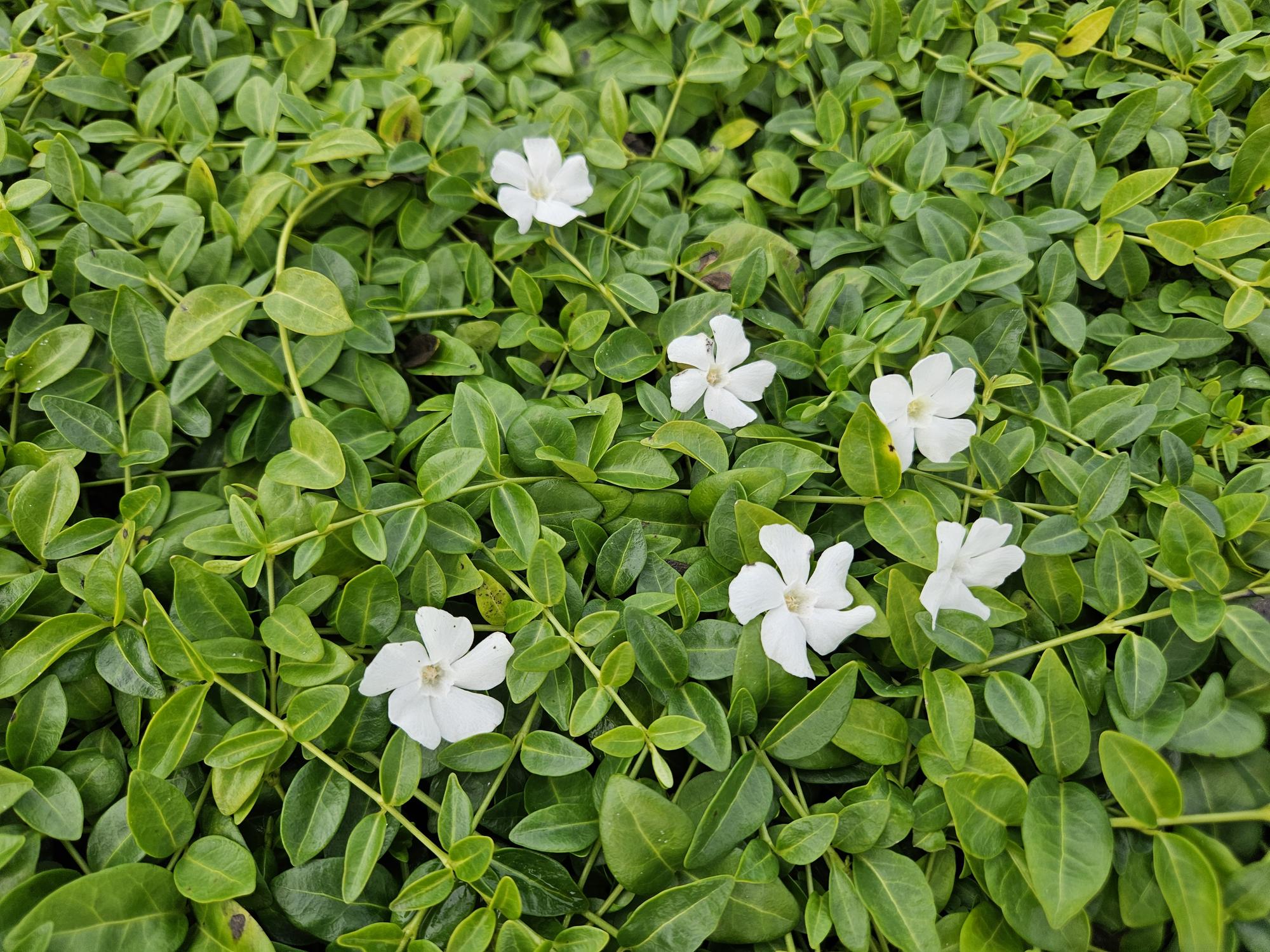 24x Vinca minor &