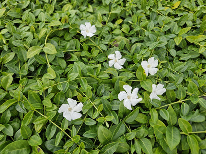 24x Vinca minor &