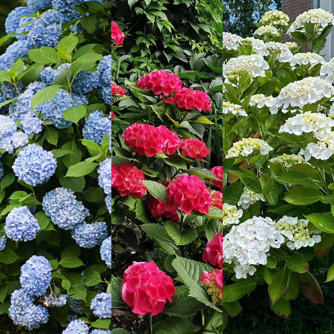 Hydrangea macrophylla Tricolour - Blüte Blau, Rosa und Weiß - 3 Pflanzen - Laubabwerfend - Wenig Pflege - Topf 17cm Höhe 30cm