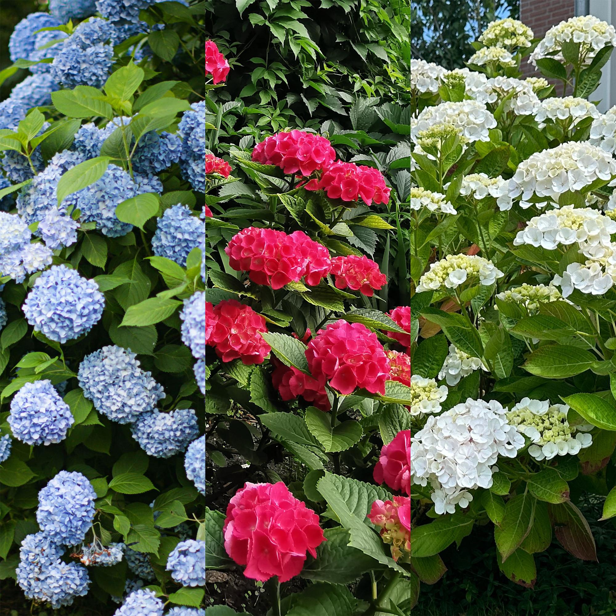 Hydrangea macrophylla Tricolour - Blüte Blau, Rosa und Weiß - 3 Pflanzen - Laubabwerfend - Wenig Pflege - Topf 17cm Höhe 30cm