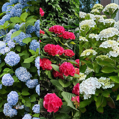 Hydrangea macrophylla Tricolour - Blüte Blau, Rosa und Weiß - 3 Pflanzen - Laubabwerfend - Wenig Pflege - Topf 17cm Höhe 30cm