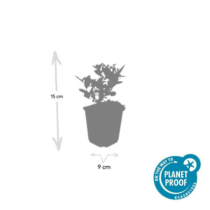 24x Aster ageratoides ‘Stardust’ – Herbst-Aster mit weißen Blüten – Höhe 10–25 cm – Ø 9 cm